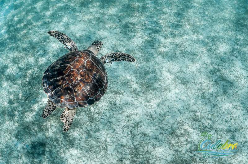 Things to Do in Culebra, Puerto Rico