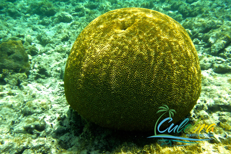 Brain Coral - Snorkeling in Culebra, Puerto Rico
